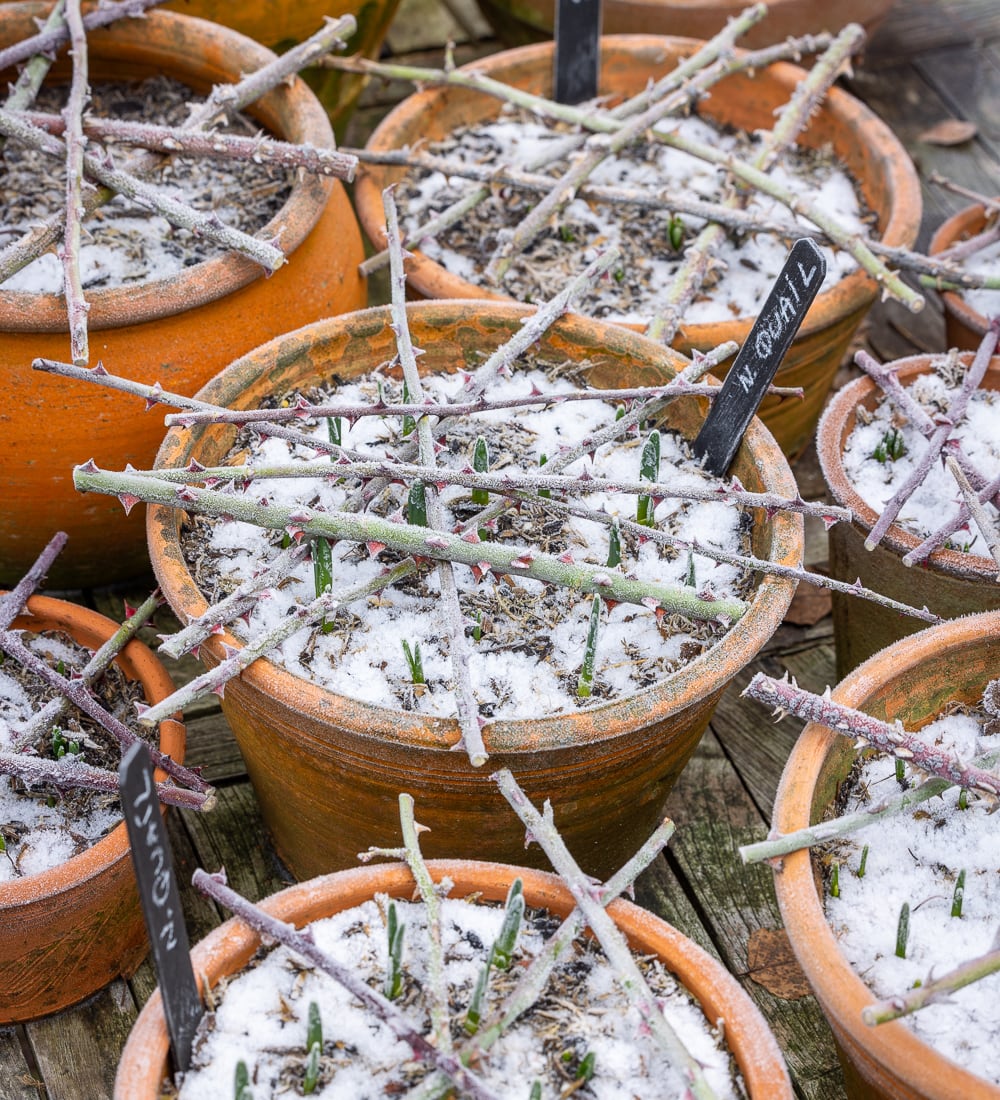 A Year Full of Pots with Sarah Raven at Perch Hill