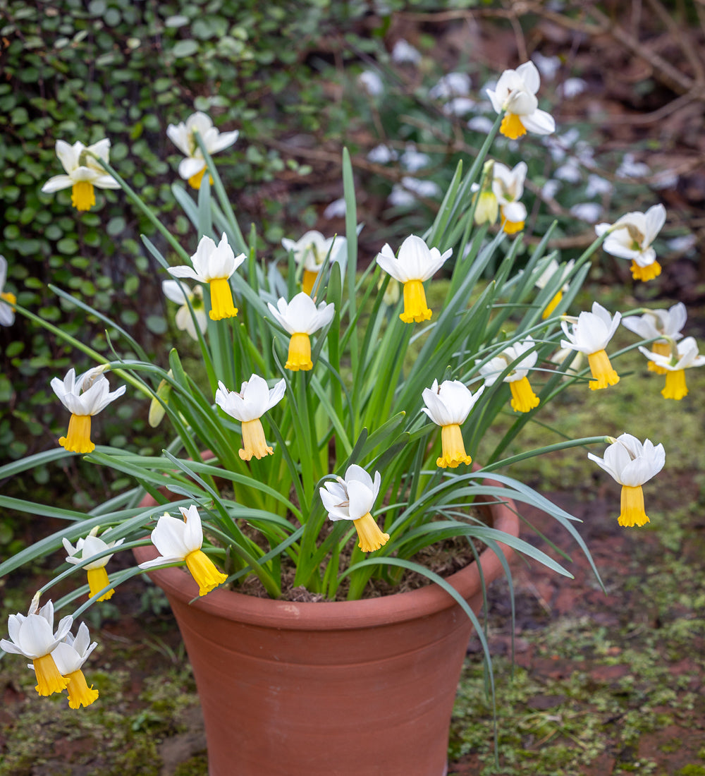 Narcissus 'Winter Waltz'