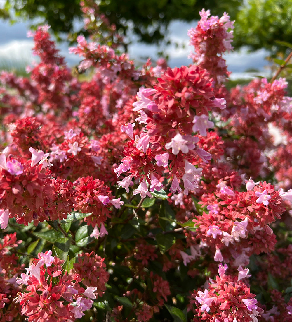 Abelia 'Raspberry Profusion'