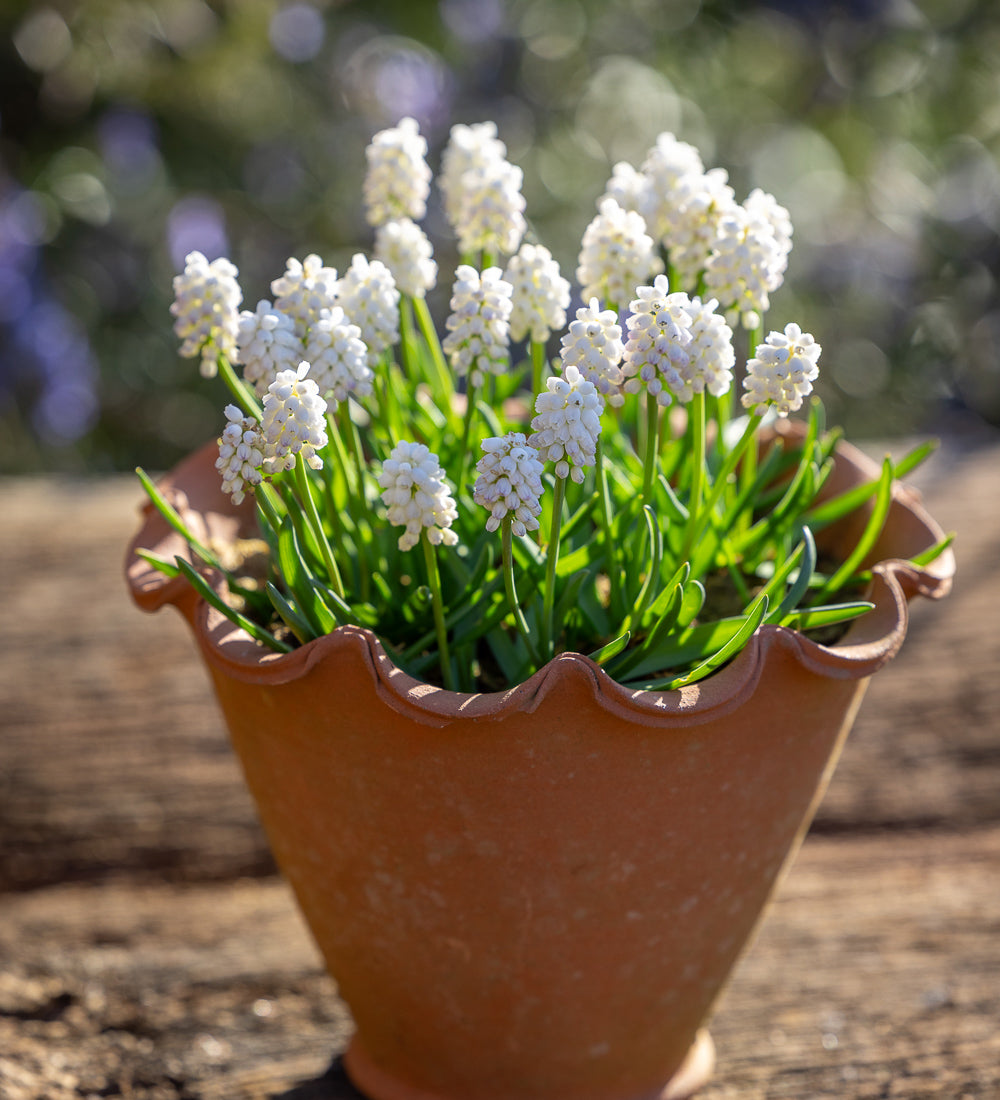 Muscari 'White Magic'