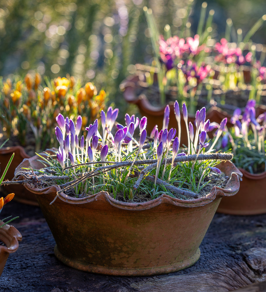 Crocus for February Pots Collection