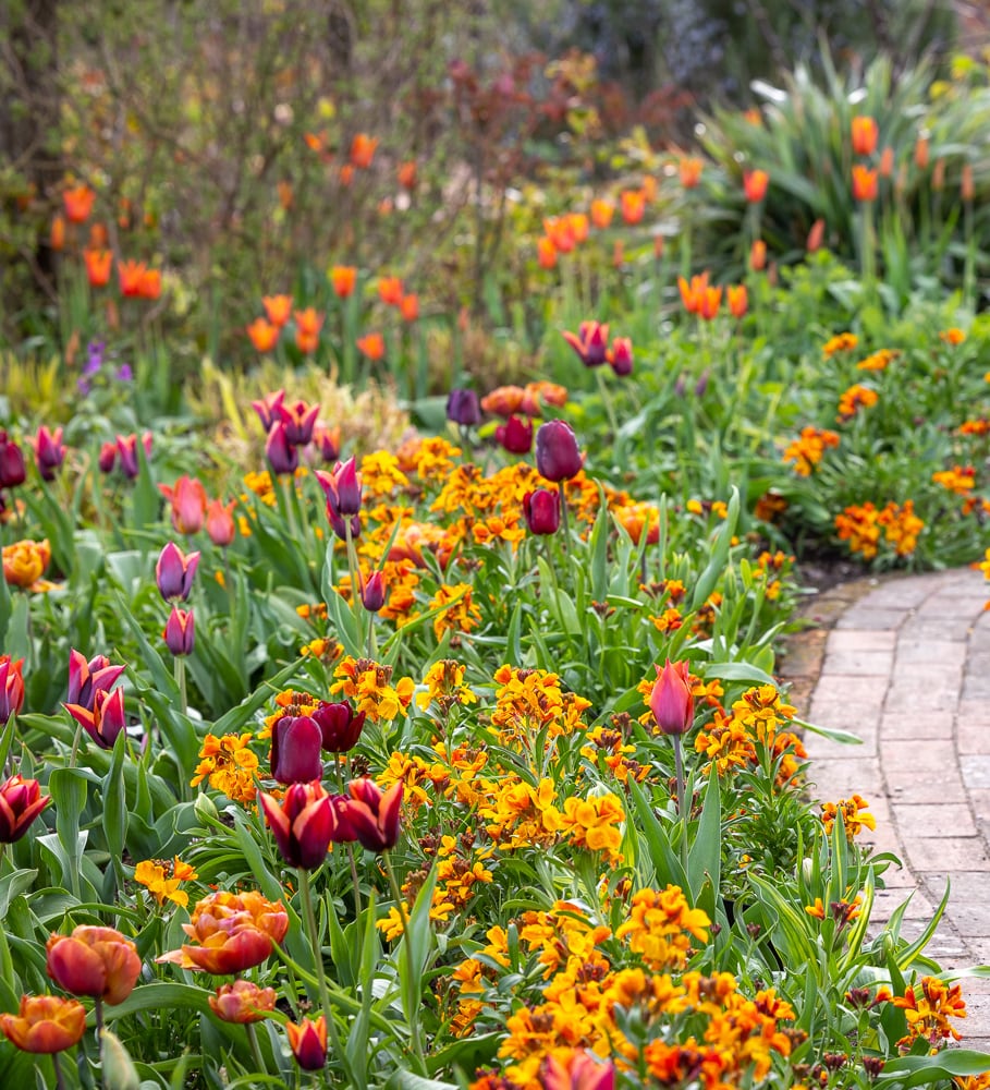 Amber Tulip & Wallflower Border Collection