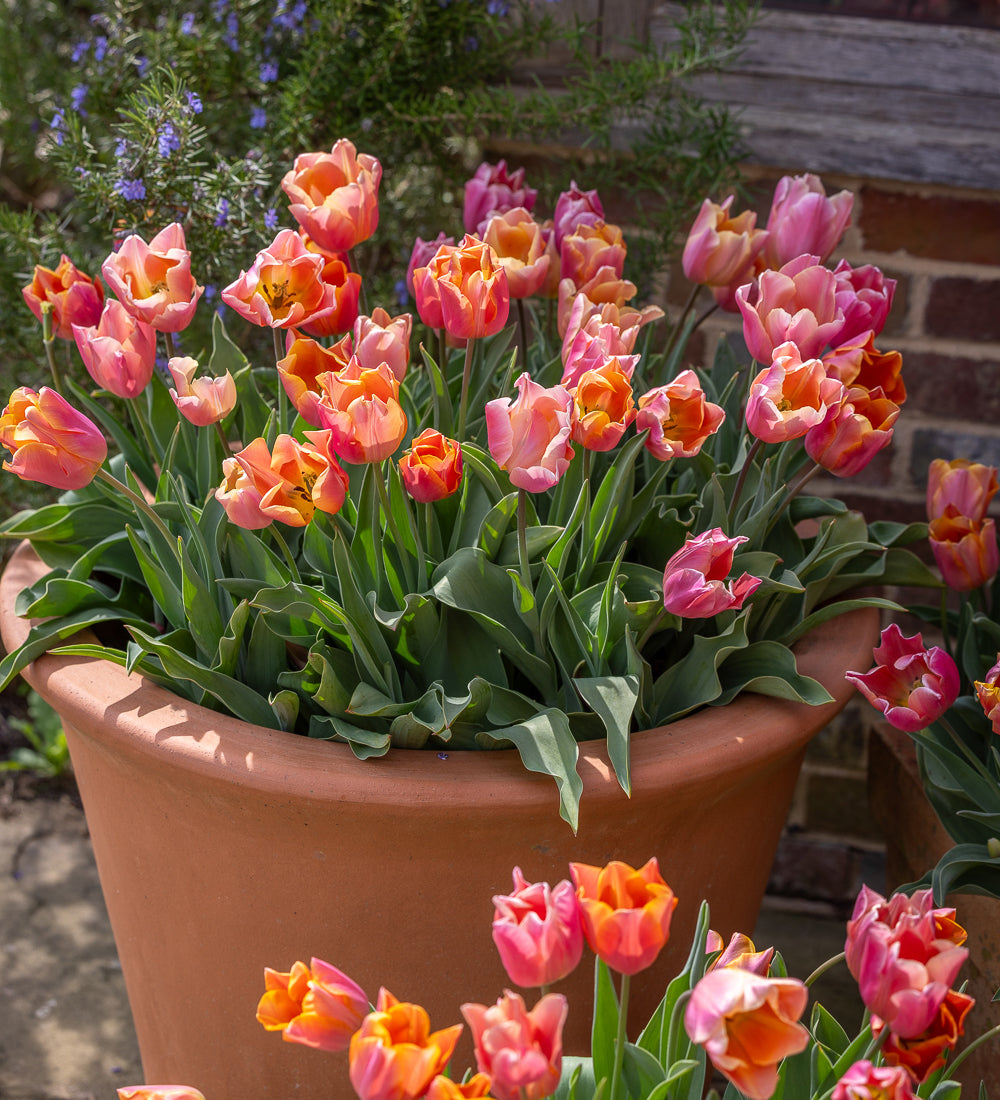 Muted Brights Tulip Mix