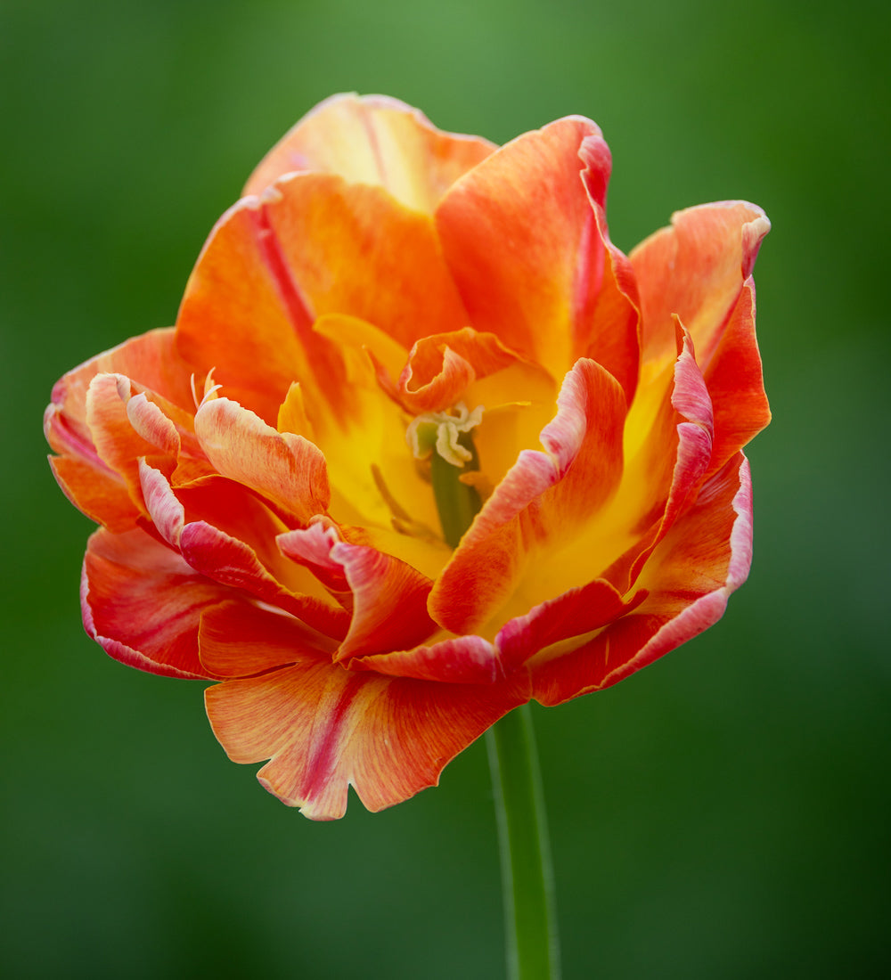 Tulip 'Salmon Symbiose'