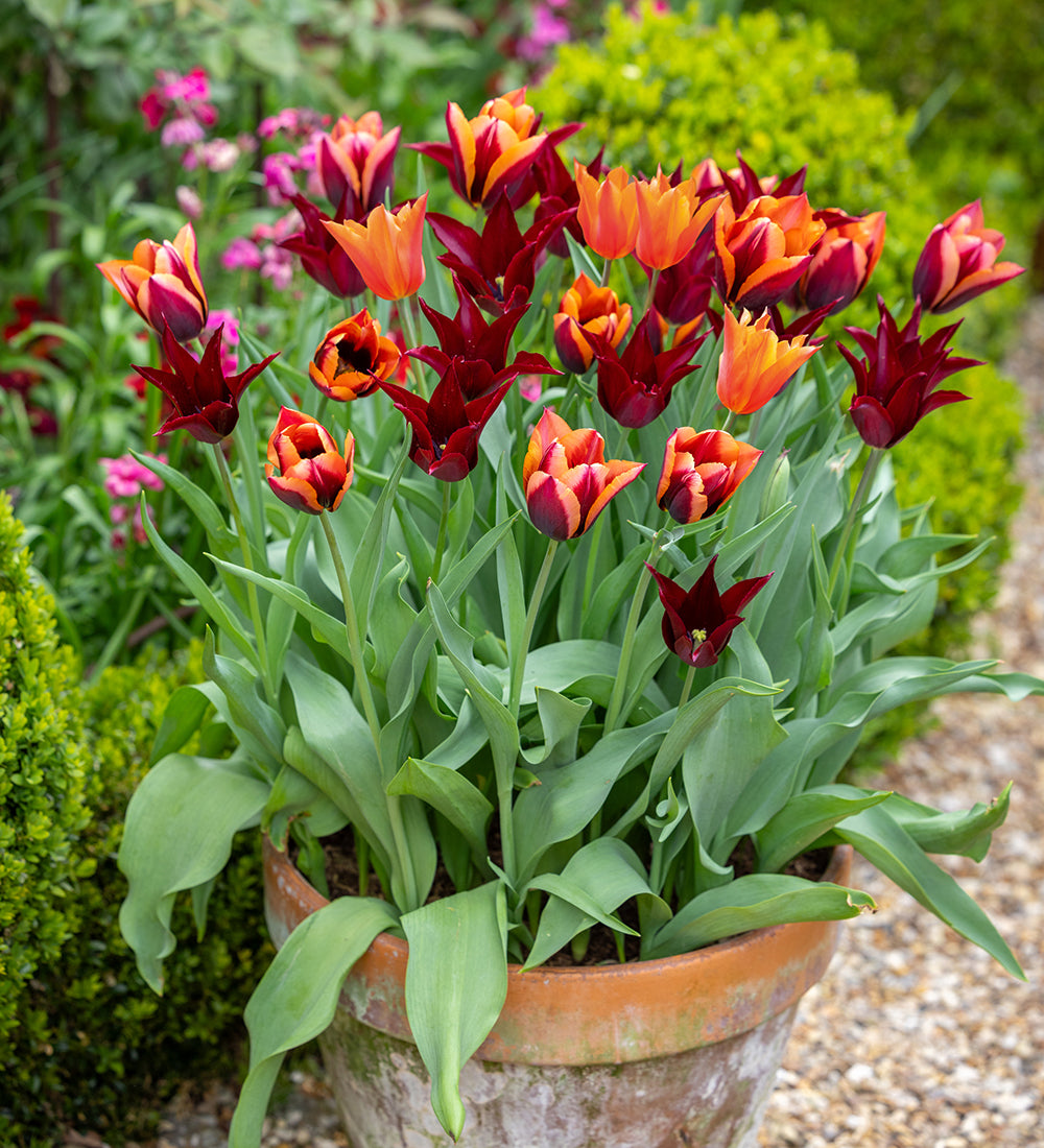 Sultans' Palace Tulip Collection
