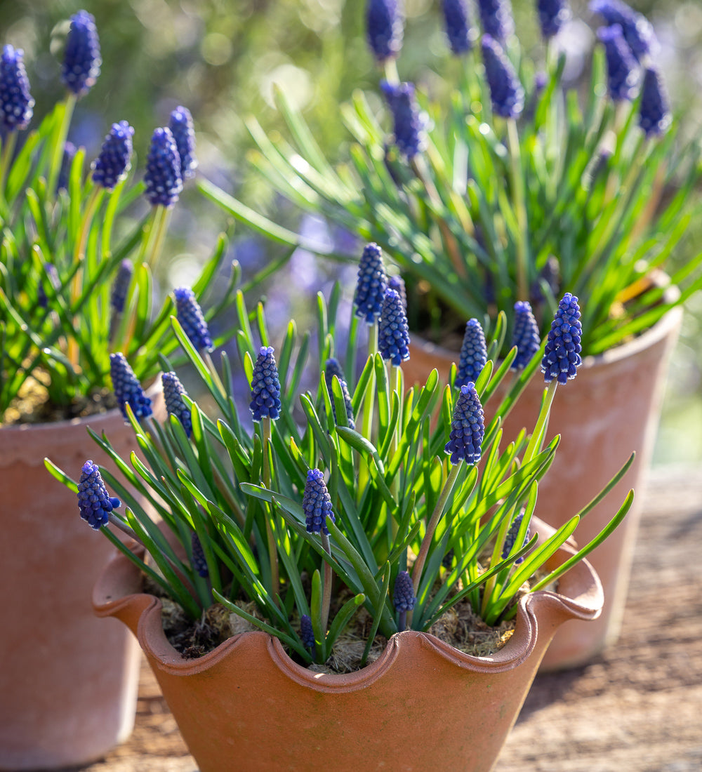Muscari 'Night Eyes'