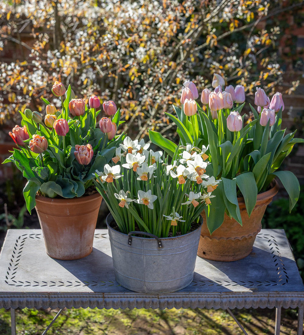 Cashmere Bulb Collection