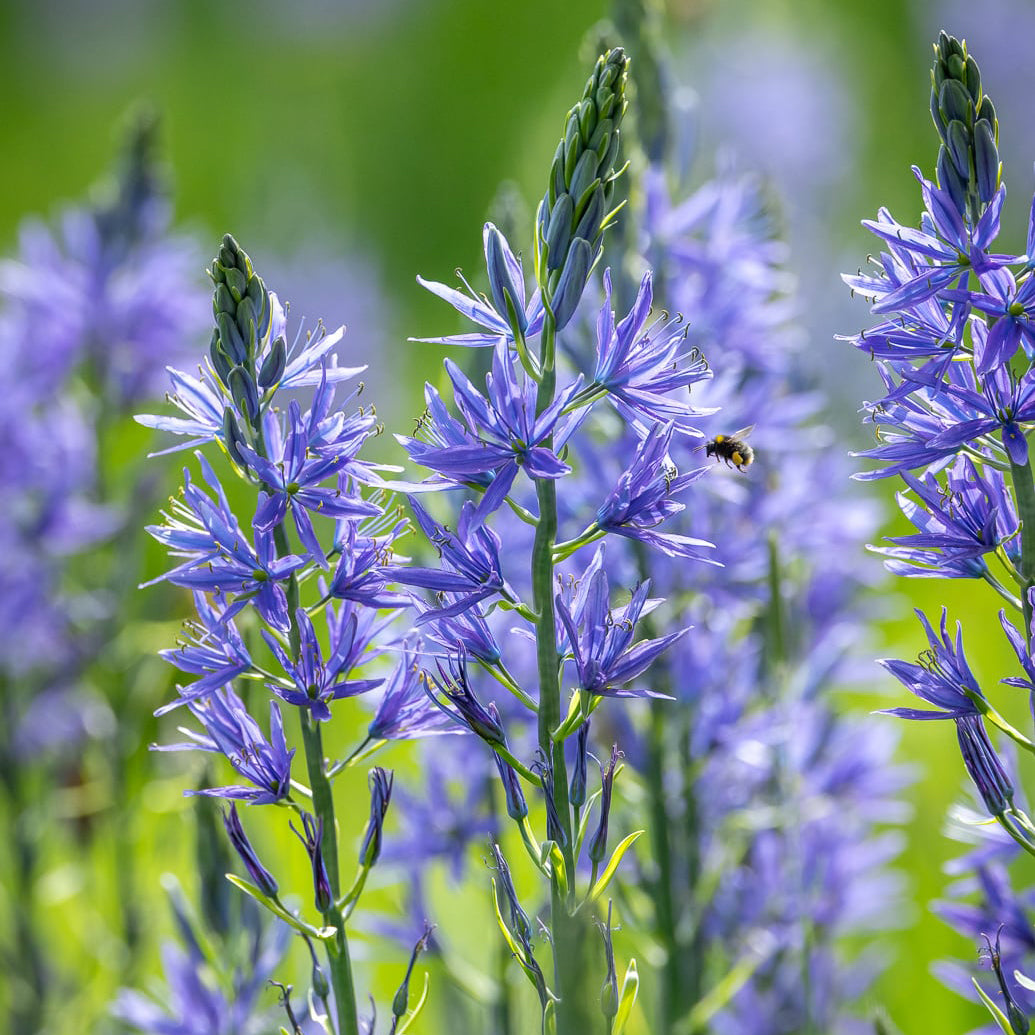 Camassia leichtlinii subsp. suksdorfii Caerulea Group