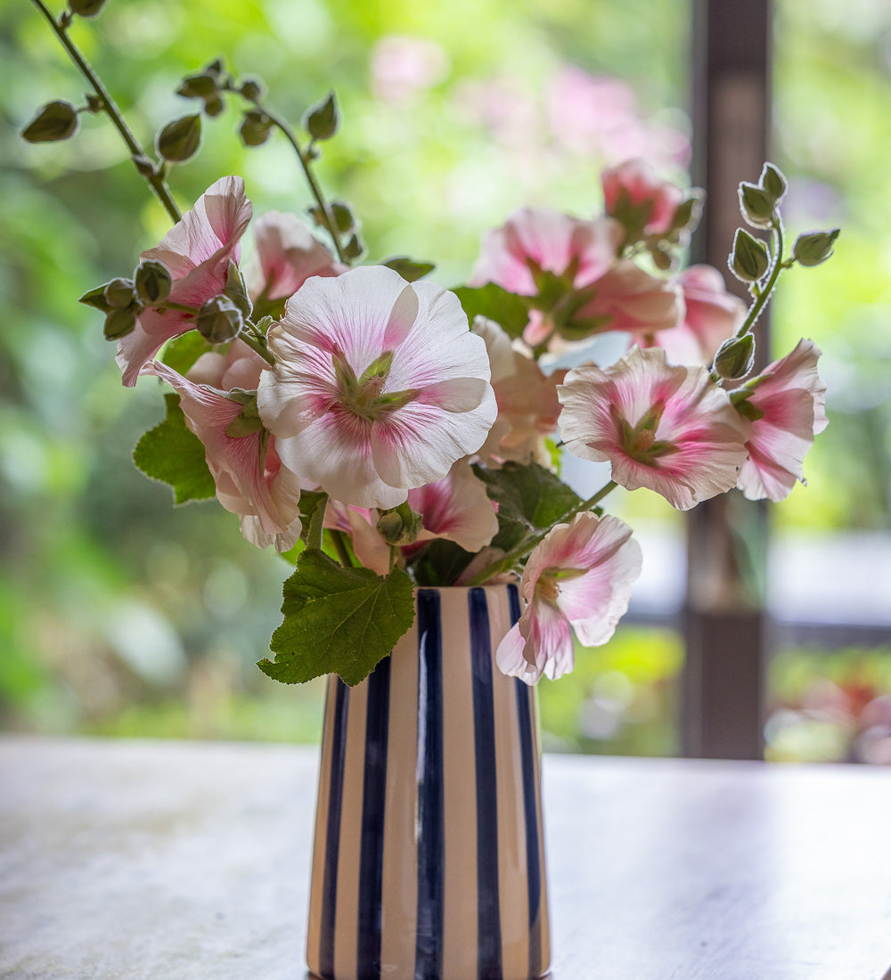 Alcea rosea 'Halo Blush' (Halo Series)