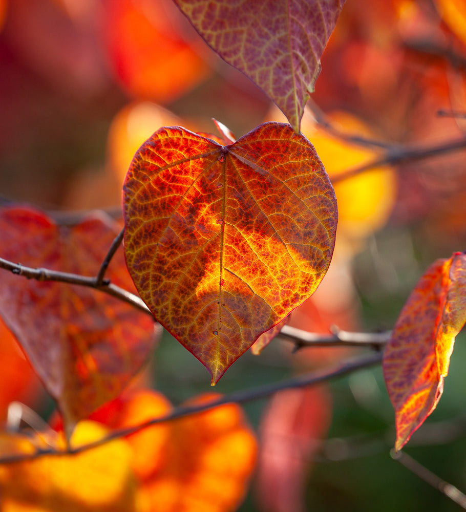 Cercis canadensis 'Forest Pansy'