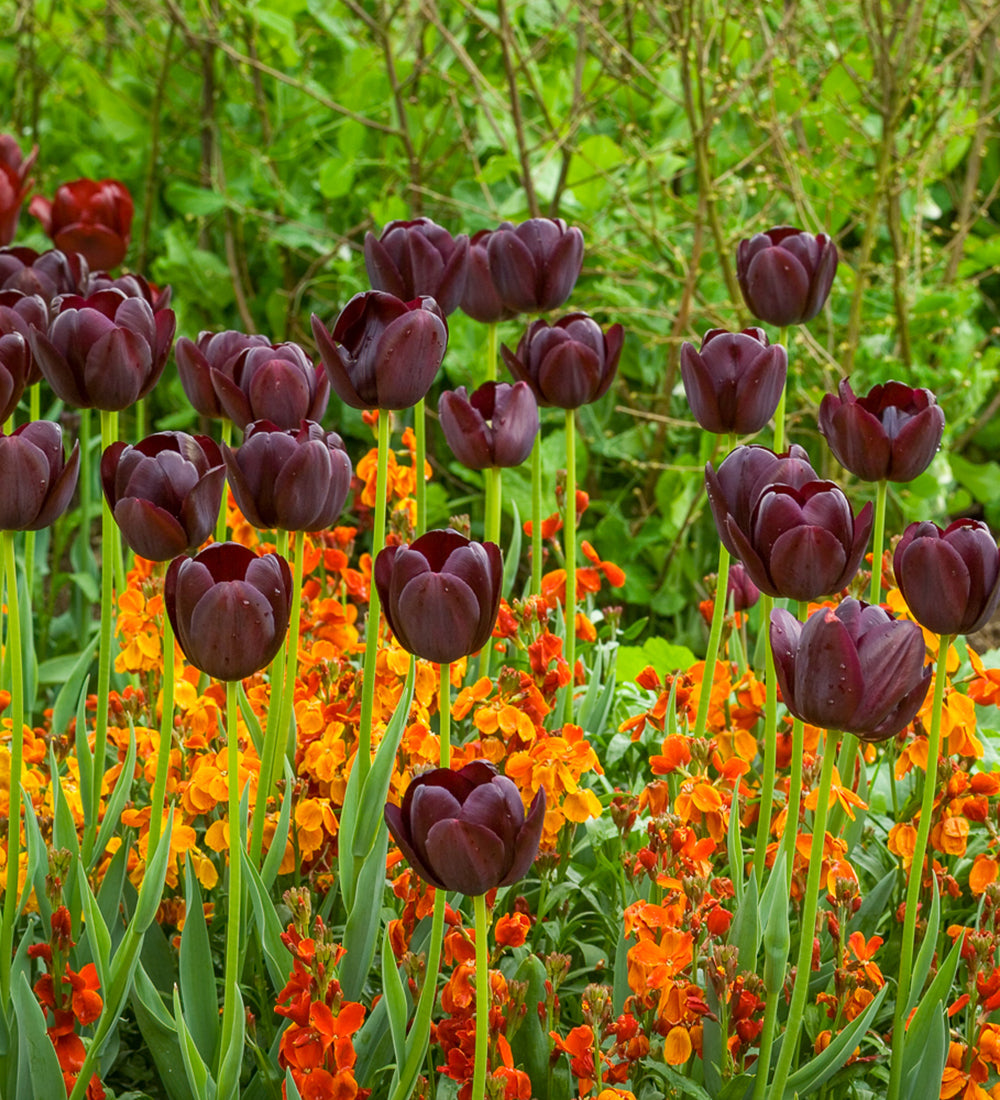 Chocolate Orange Tulip & Wallflower Border Collection