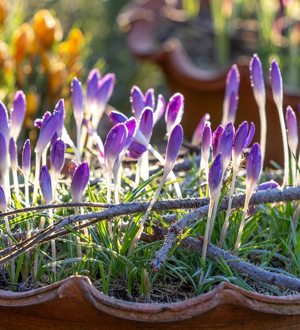 Crocus tommasinianus 'Barr's Purple'