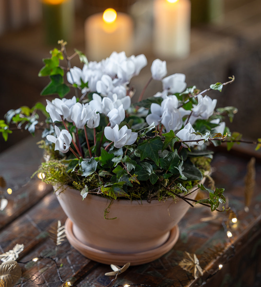Cyclamen and Ivy in a Terracotta Planter