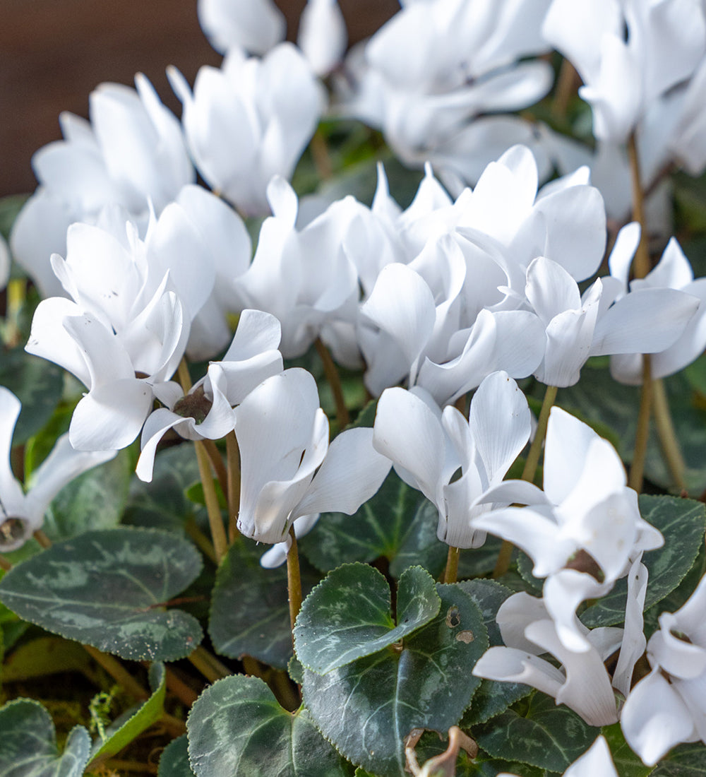 Cyclamen and Ivy in a Terracotta Planter