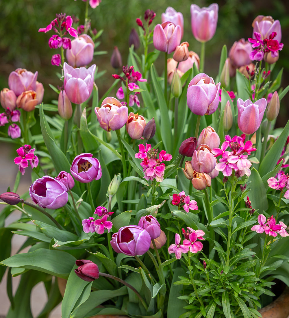 Smoke and Incense Tulip and Wallflower Collection