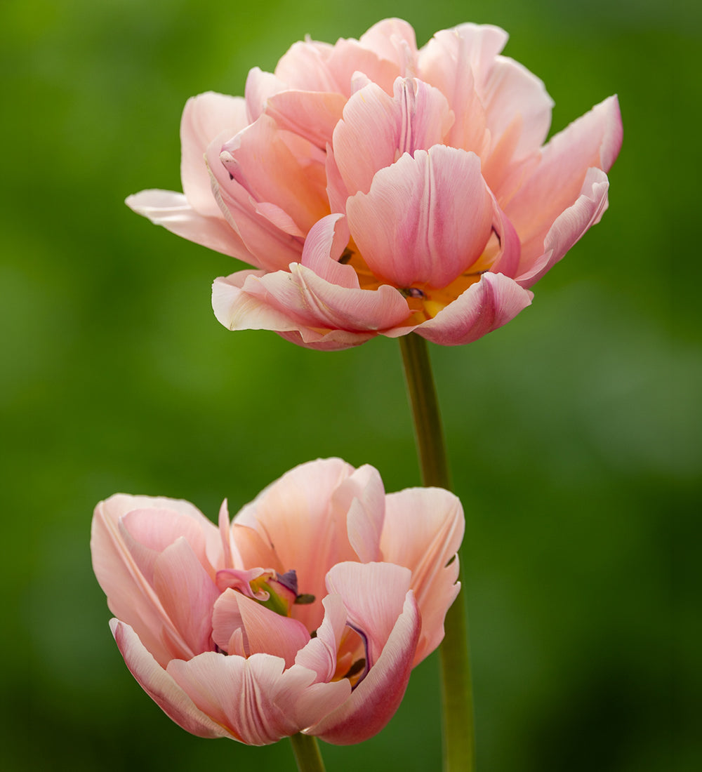 Tulip 'Foxy Foxtrot'