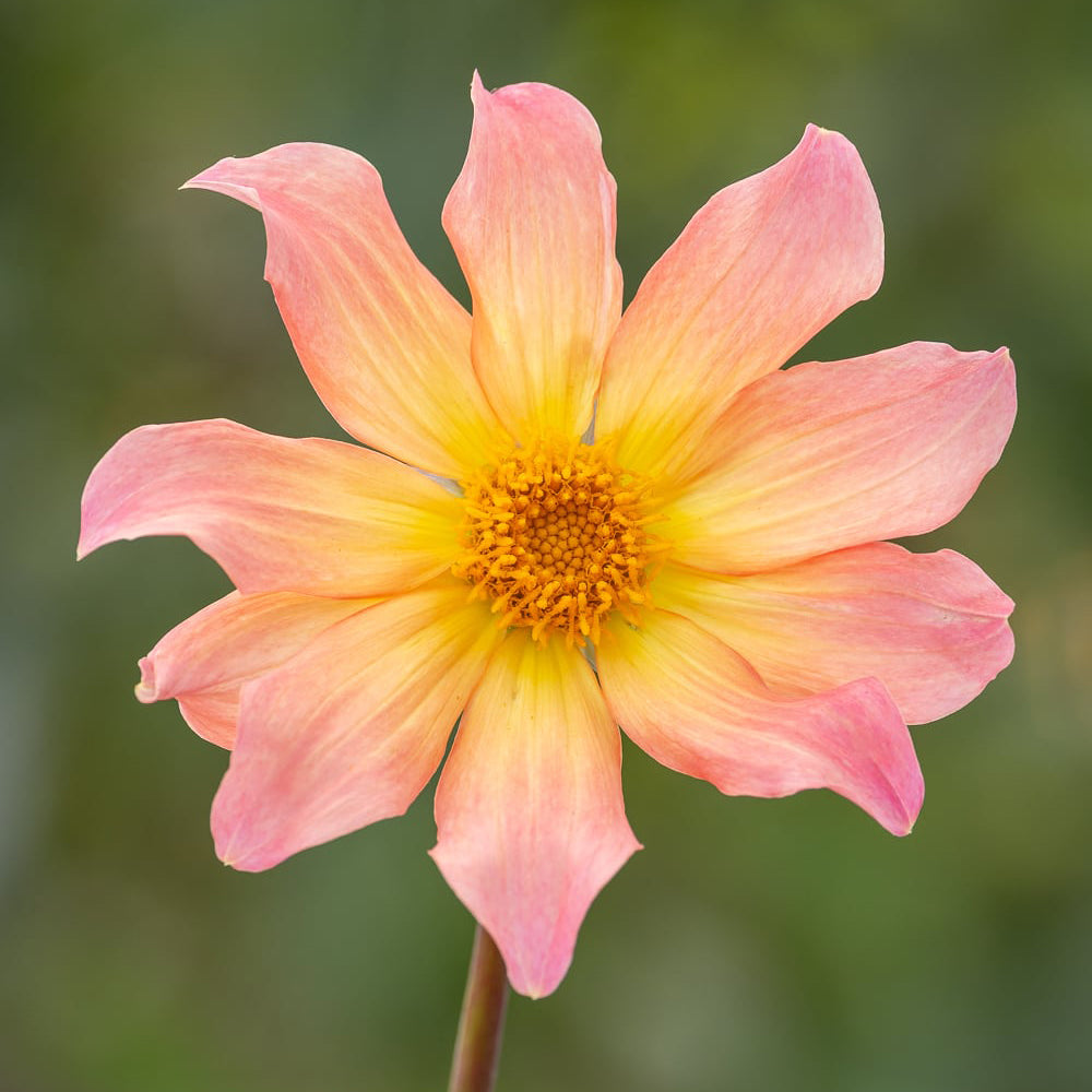 Dahlia 'Kilo'