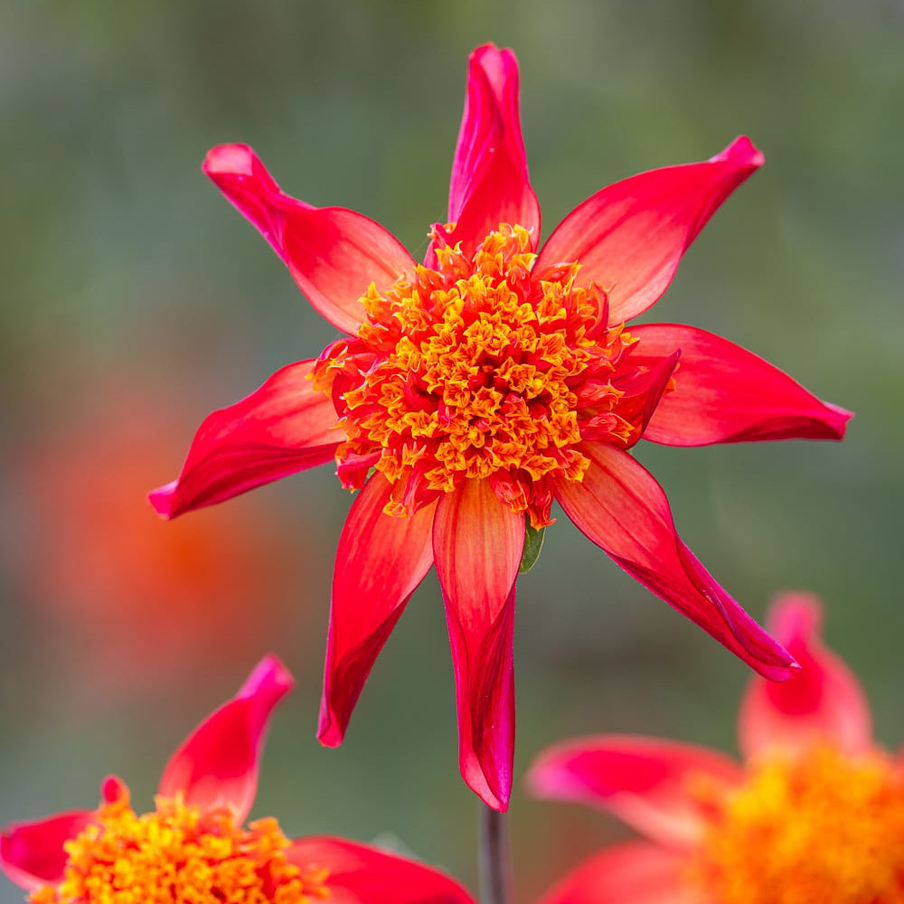 Dahlia 'Red Starfish'