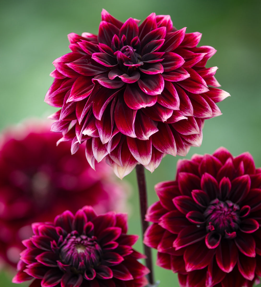 Dahlia 'Sissinghurst'