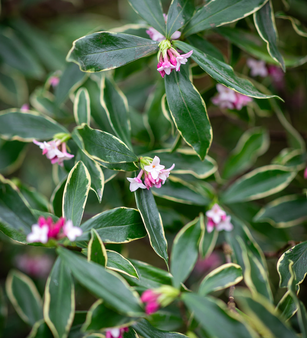 Daphne odora 'Aureomarginata'