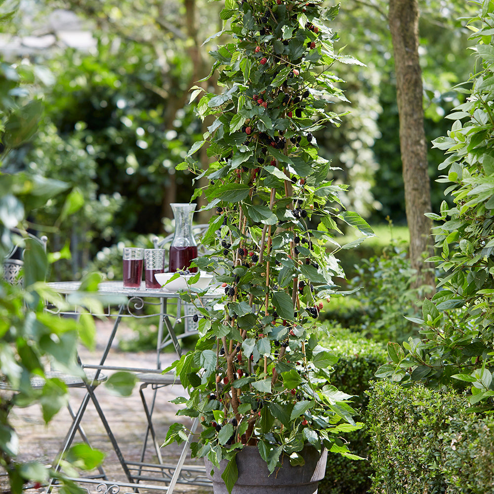 Dwarf Mulberry 'Mojo Berry' (Morus rotundiloba 'Waisei-kirishima-shikinari')
