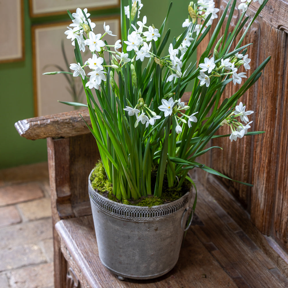 Paperwhite 'Ziva' in Zinc Lattice Pot