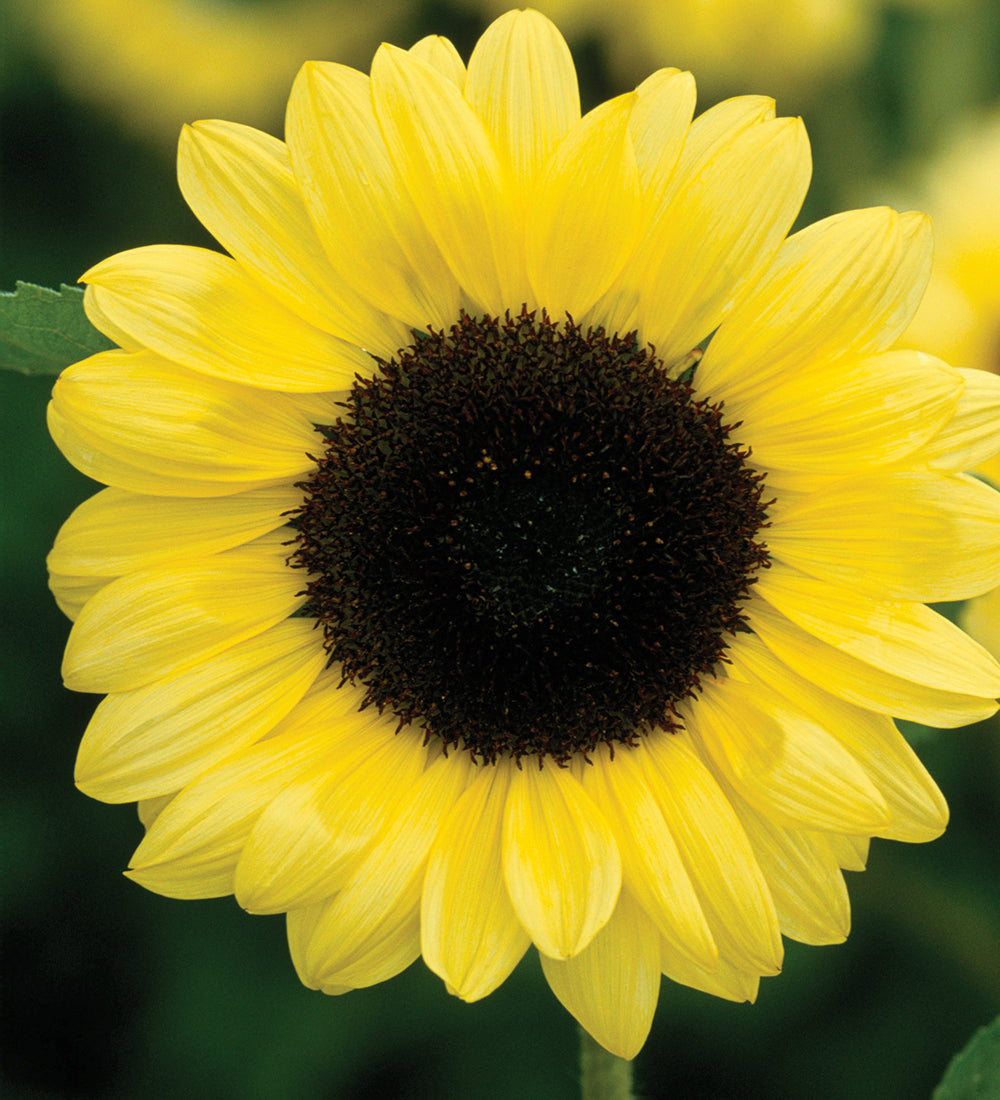 Sunflower Seed Collection