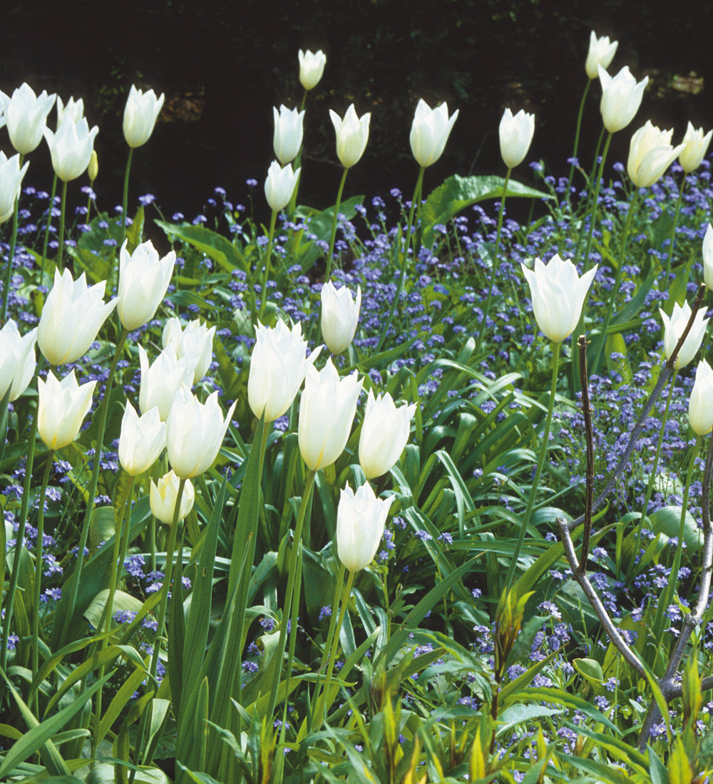 Tulip 'White Triumphator'