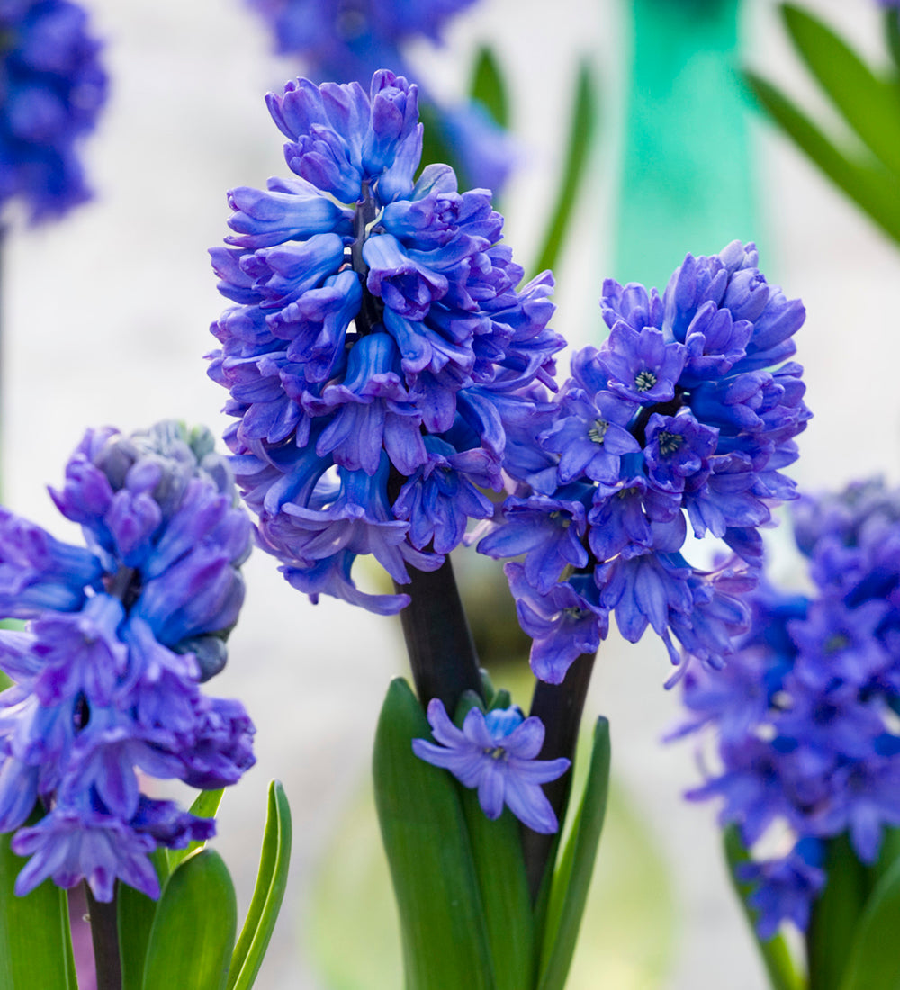 Hyacinths in an Embossed Zinc Pot