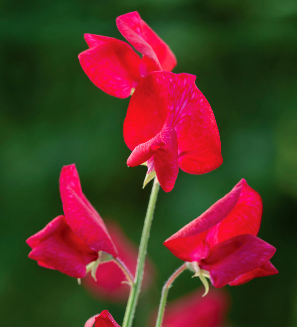 Sweet Pea 'Scarlett'