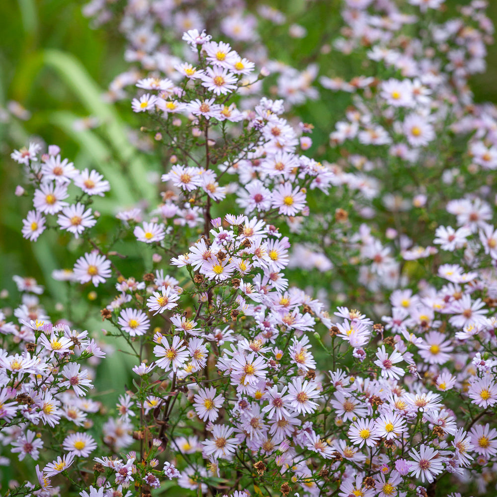 Symphyotrichum ericoides 'Pink Cloud'