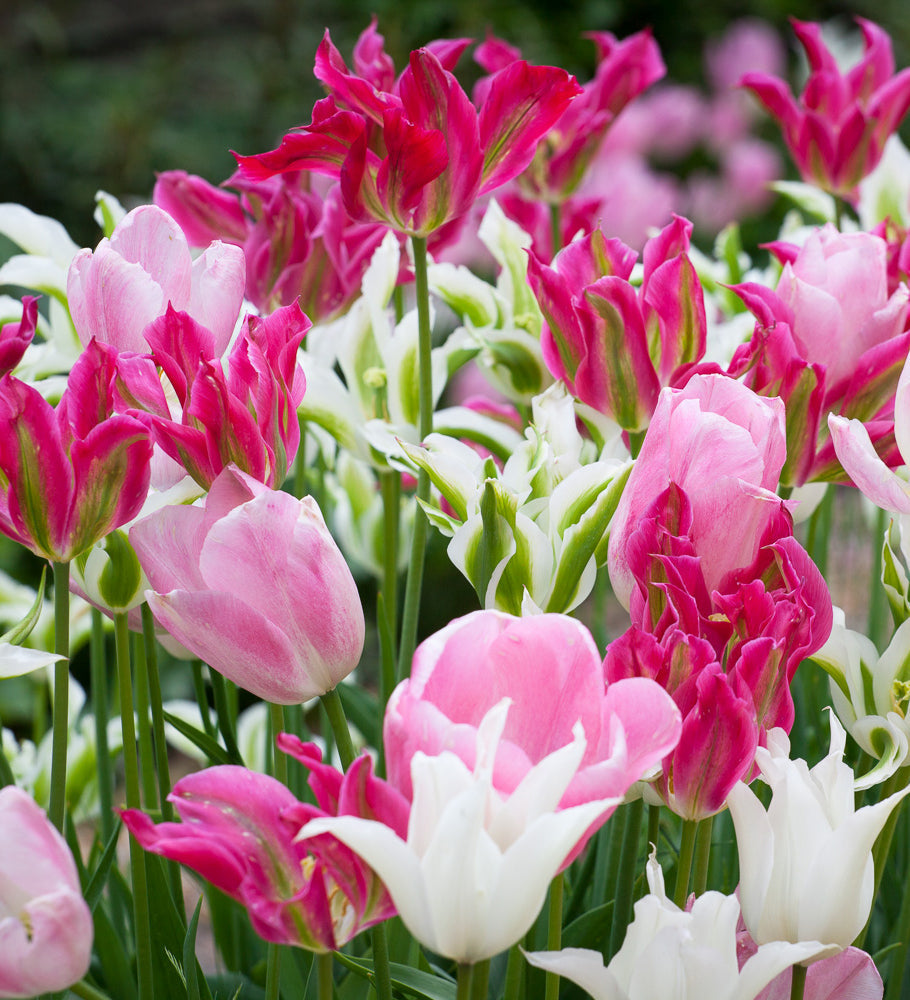 Tulips for Two Months Mix
