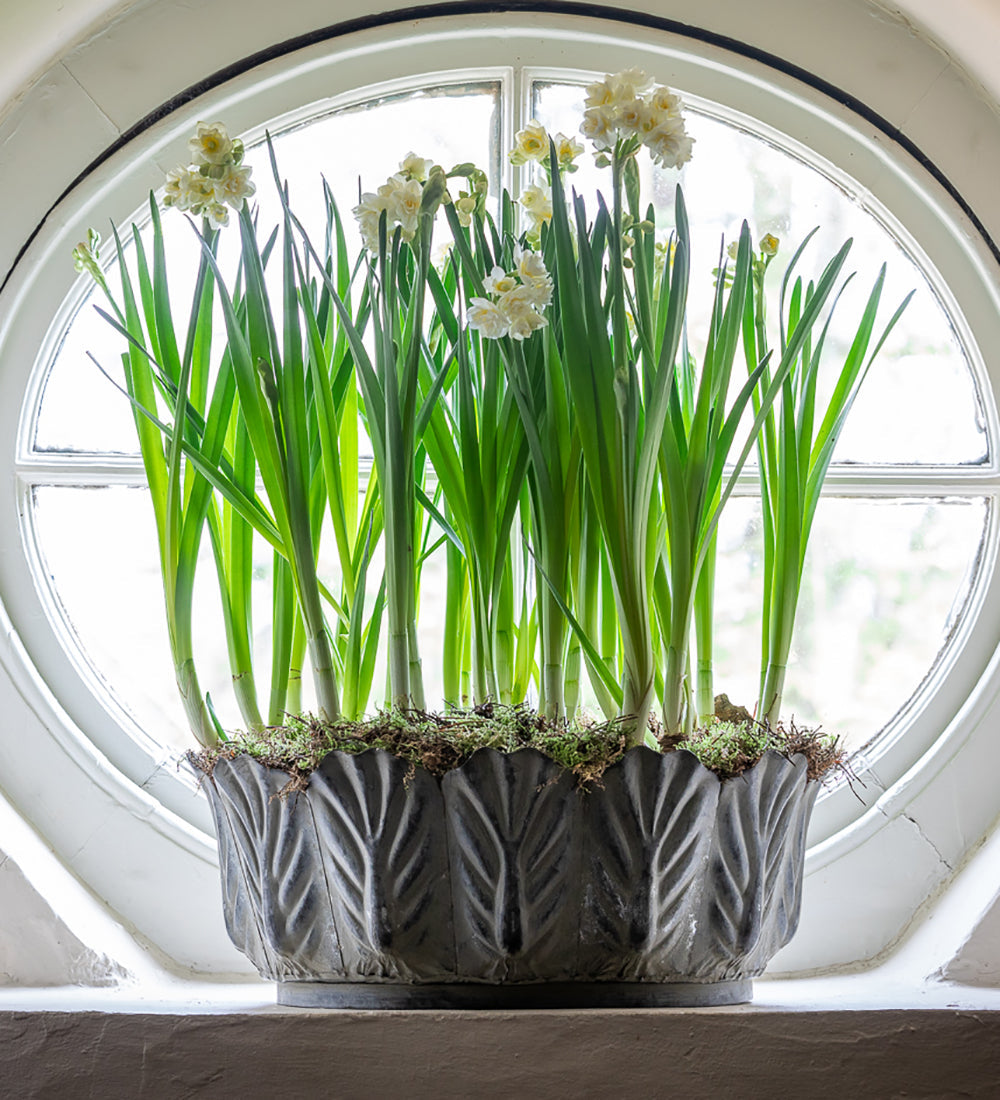 Double Paperwhite 'Erlicheer' in a Leaf Trough