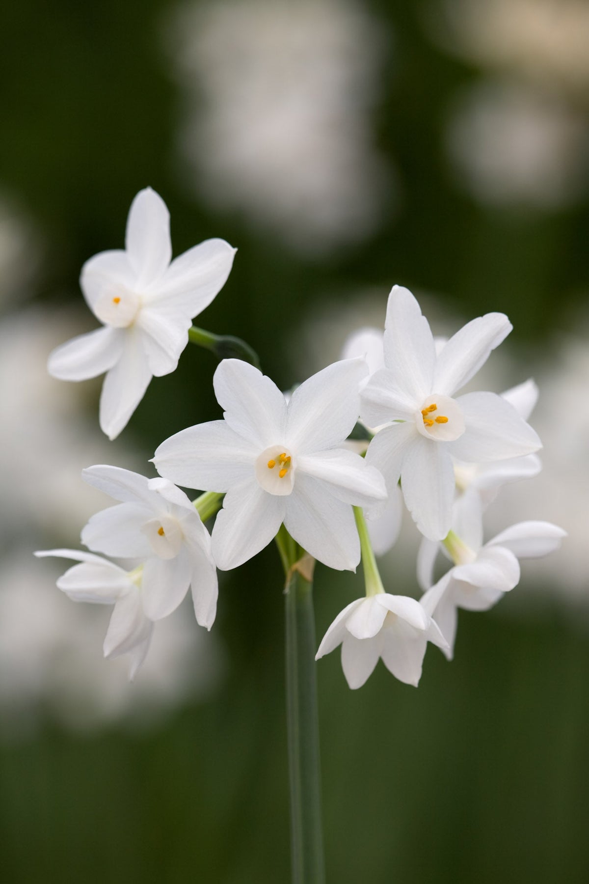 Paperwhites in Wavy Edged Green Ceramic Bowl