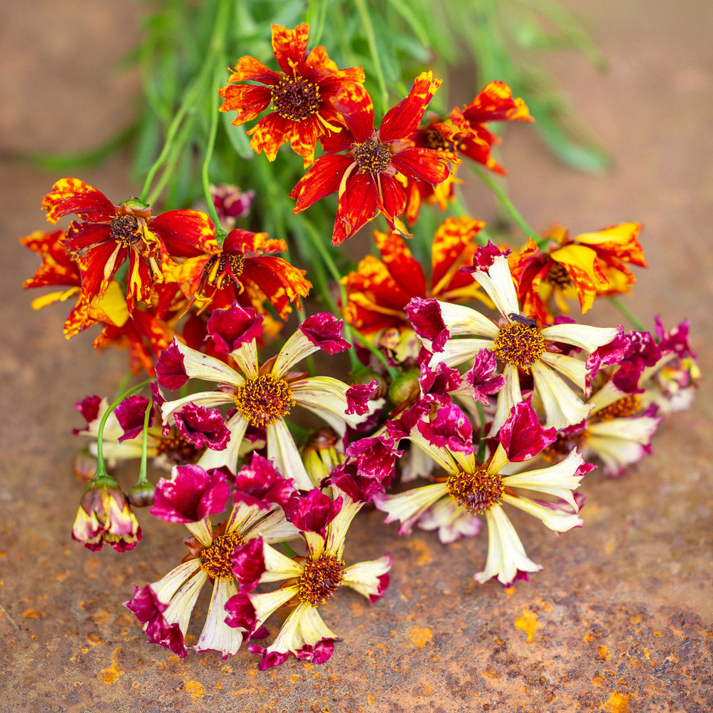 Coreopsis x hybrida 'Incredible! Sea Shells Mix'