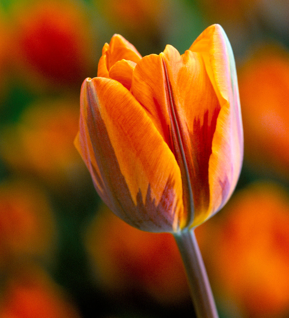 Tulip 'Prinses Irene'