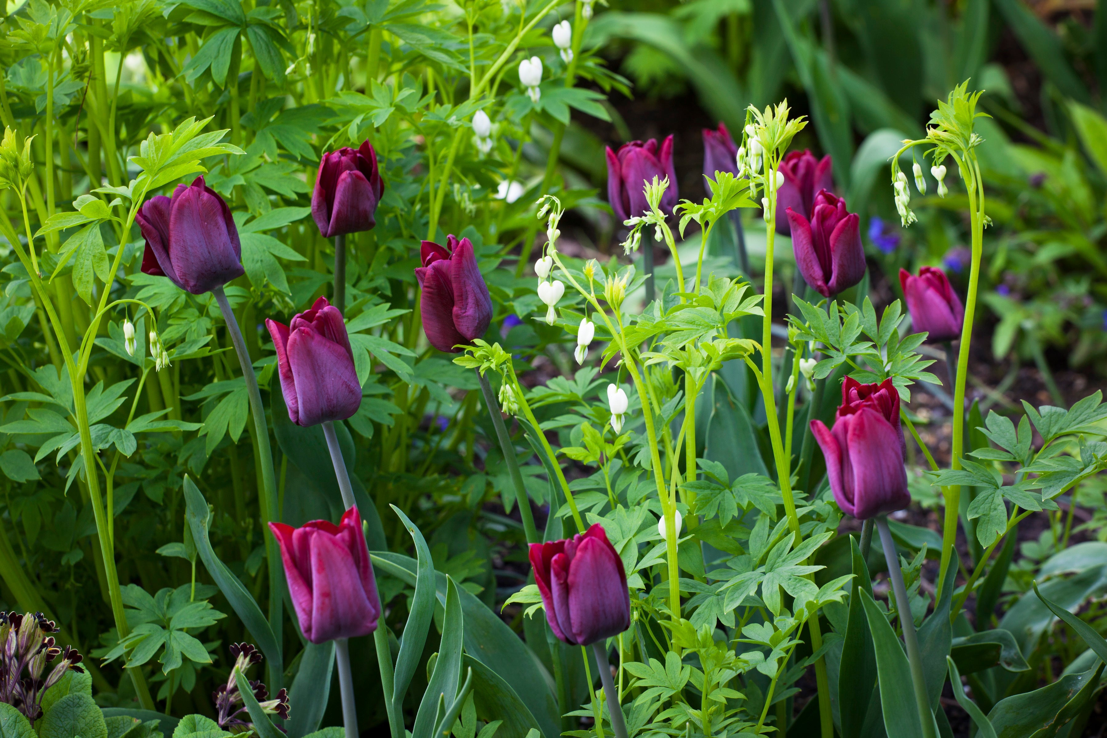 Tulip 'Ronaldo'