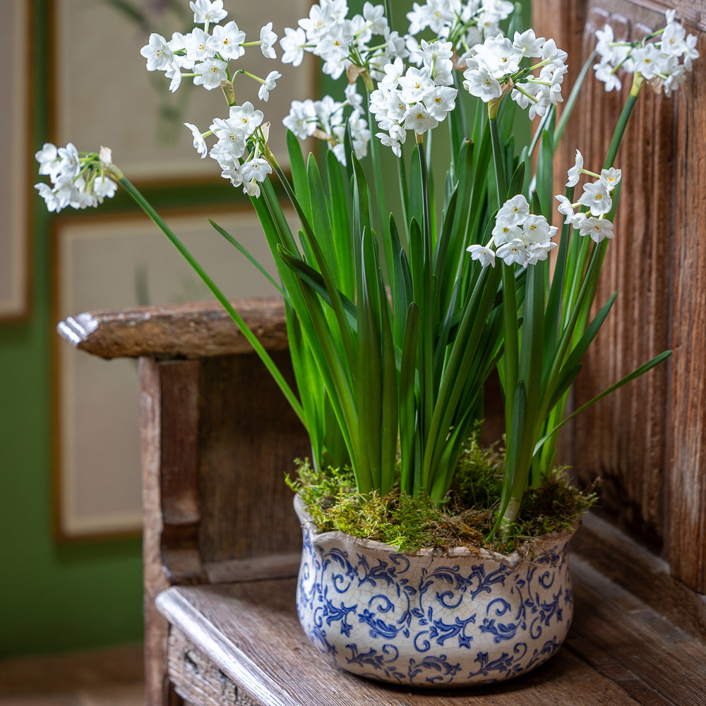 Paperwhites in a Blue Wavy Edged Ceramic Bowl