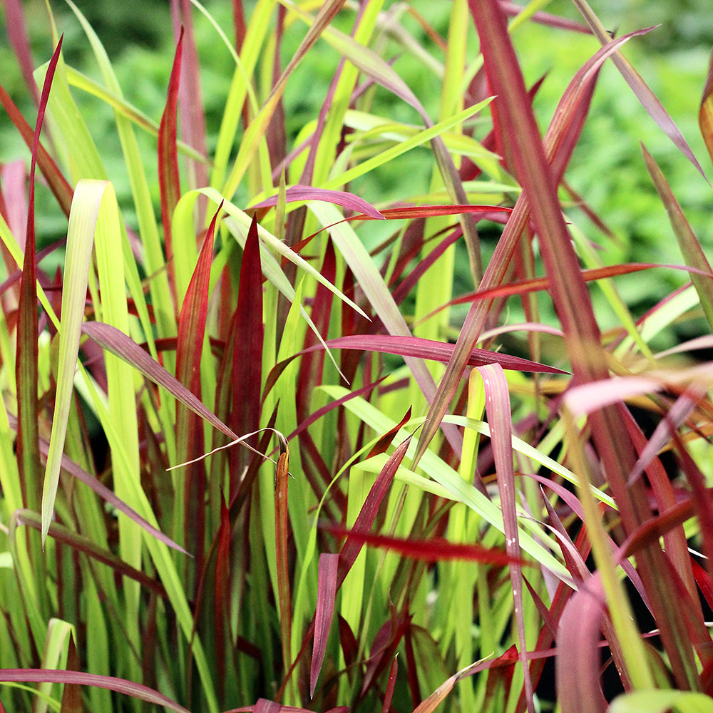 Imperata cylindrica 'Red Baron'