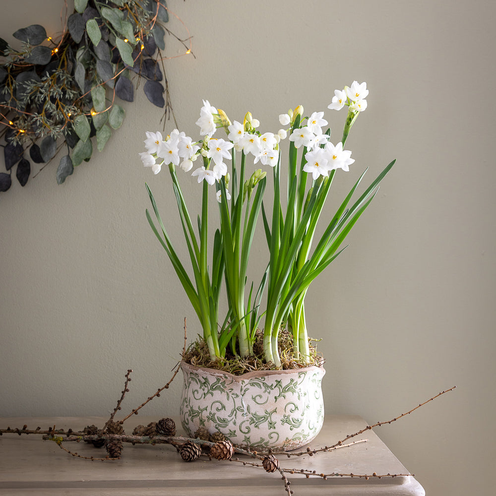 Paperwhites in Wavy Edged Green Ceramic Bowl