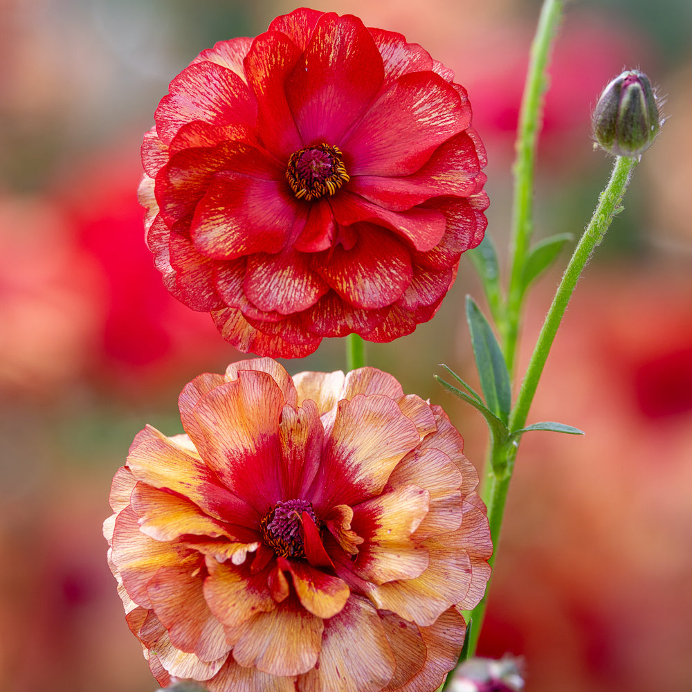 Ranunculus Butterfly 'Hades'