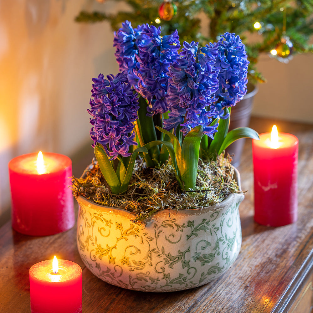 Hyacinths in Wavy Edged Green Ceramic Bowl