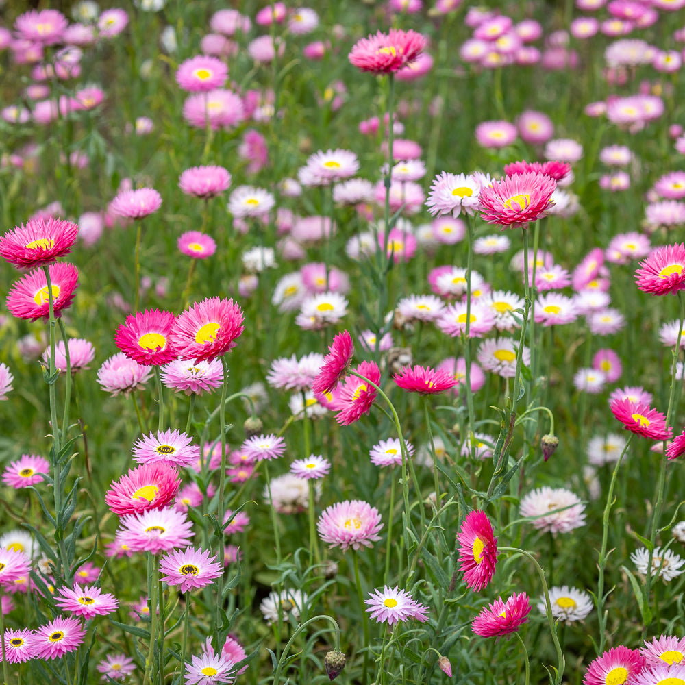 Acroclinium roseum ‘Double Mixed’