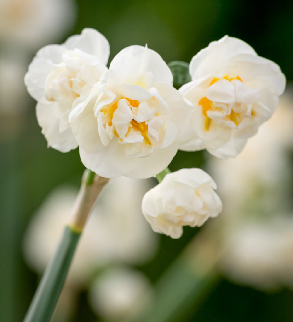 Double Paperwhite 'Erlicheer' in an Embossed Zinc Pot