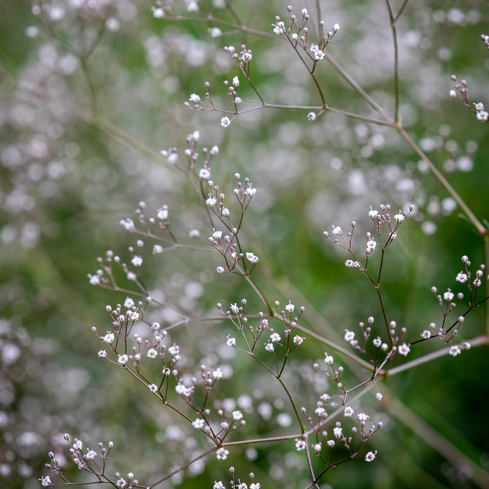 Gypsophila paniculata 'Single White'