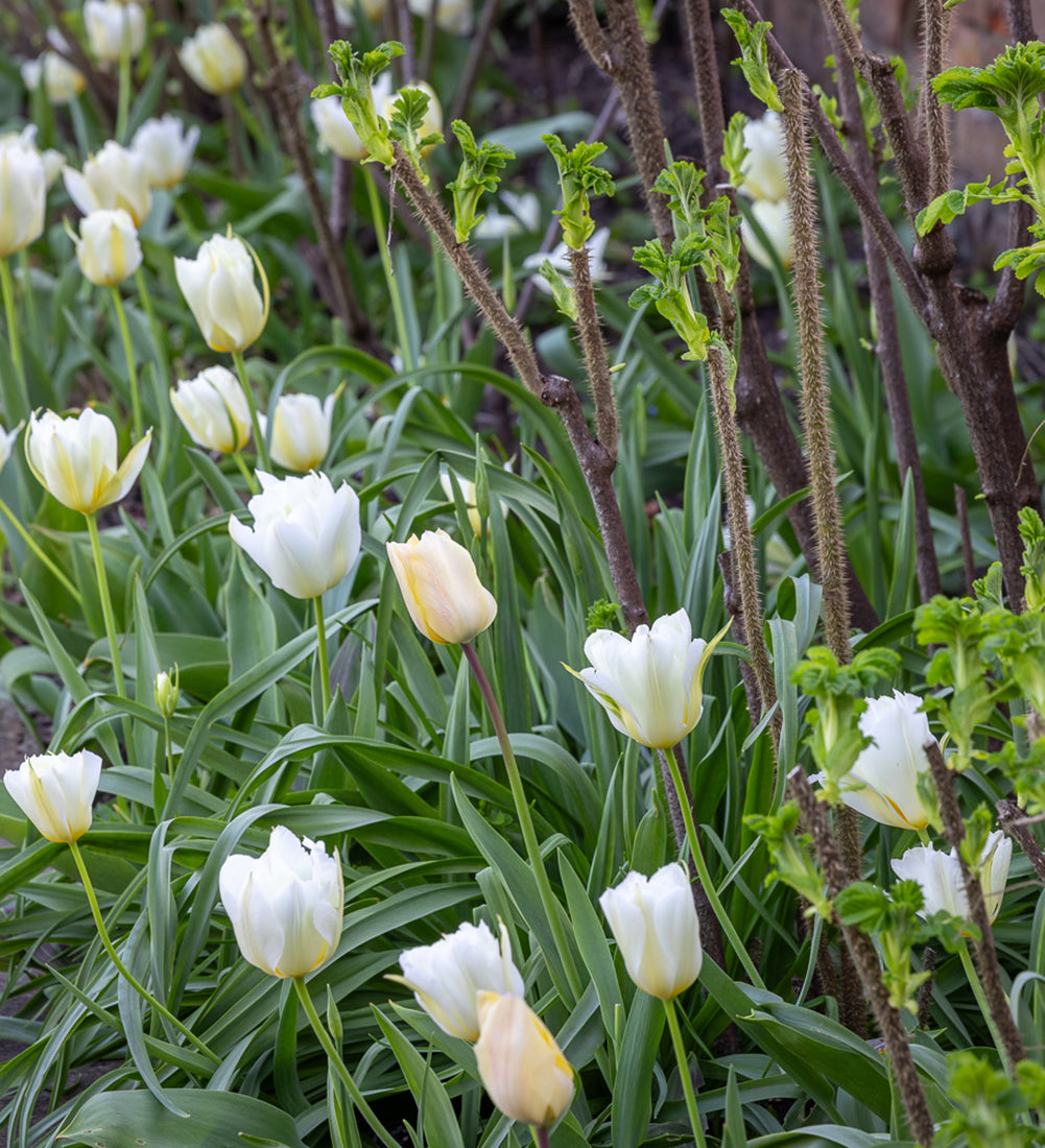White Border Succession Tulip Collection