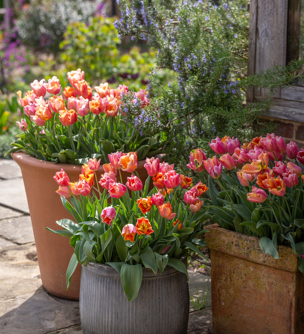 Vintage Chintz Tulip Collection