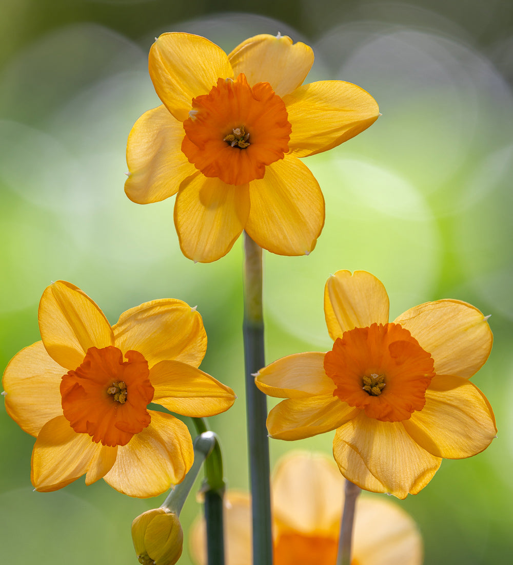 Narcissus 'Kedron'