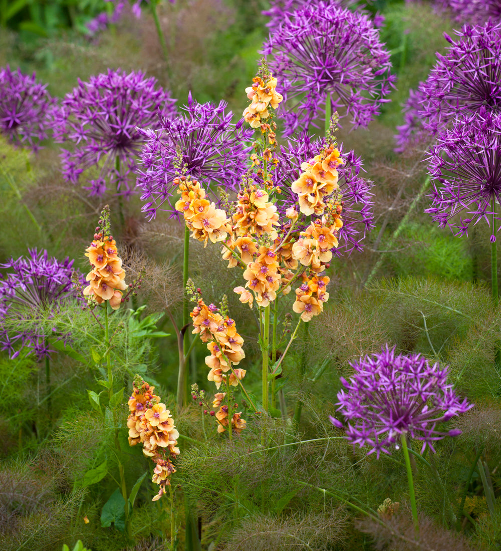 Bronze Fennel (Foeniculum vulgare ‘Purpureum’)
