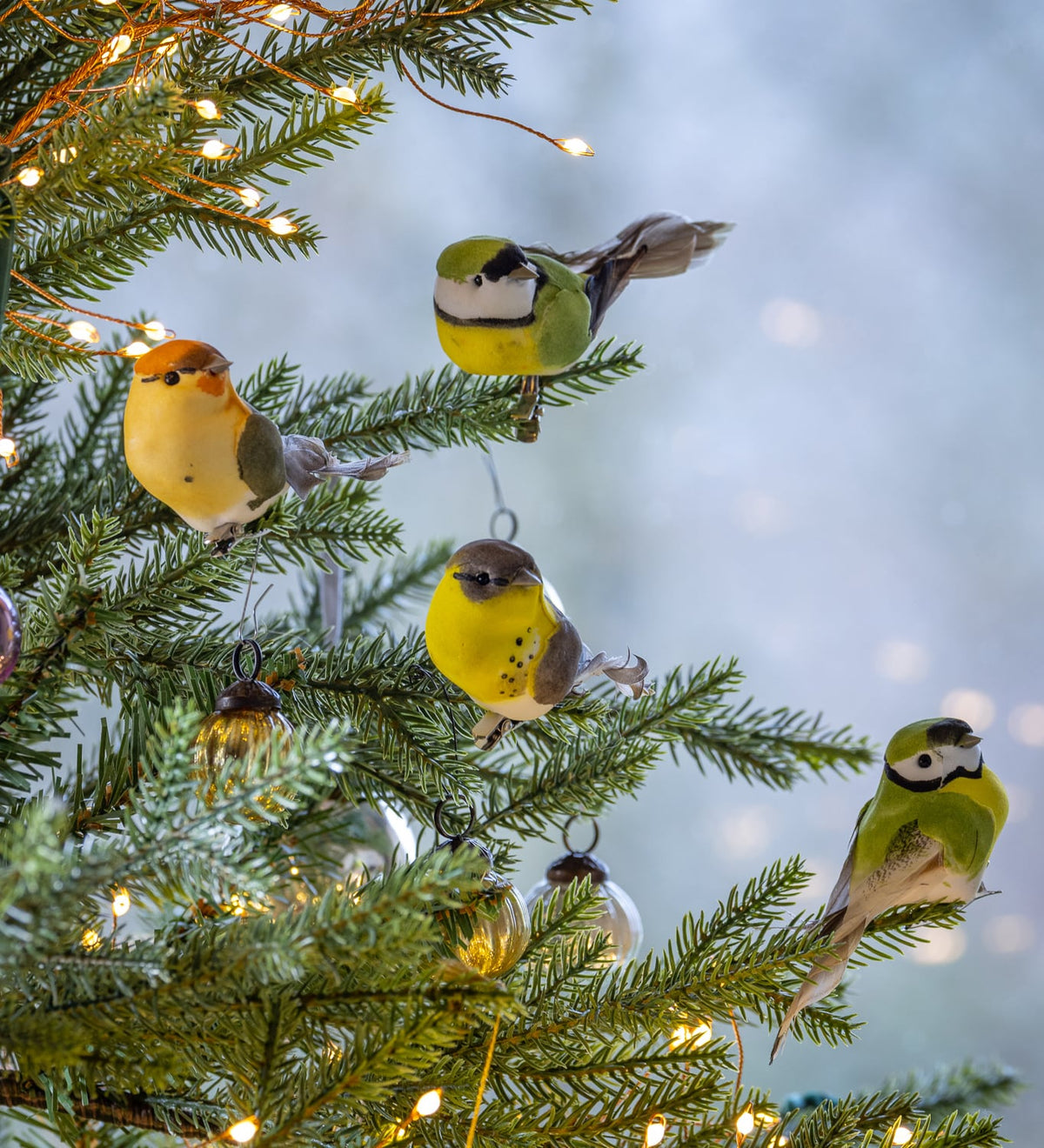 Garden Birds